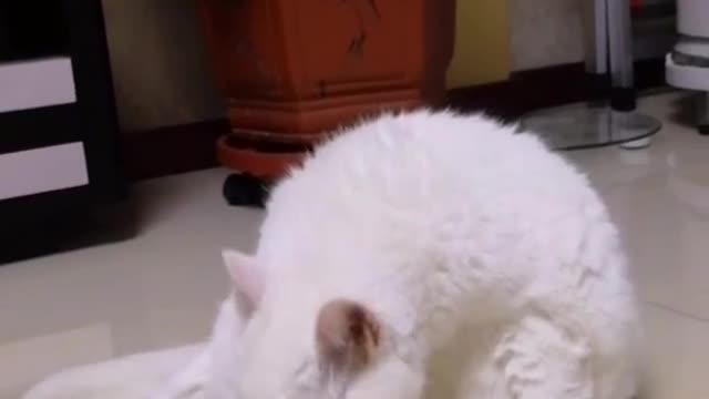 FunnyPetsToday,Funny Cat You Might Never See Before, part99