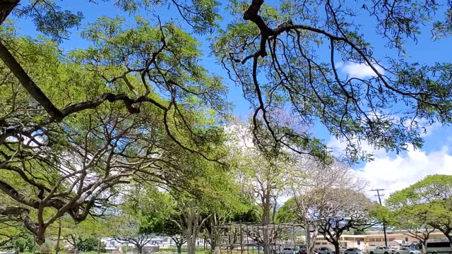 Waikiki park next to the Honolulu zoo in Hawaii,oahu