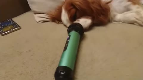 Dog vs Microphone