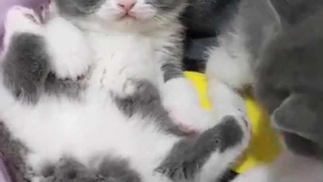 OMG so cute cats and dog funny video 2021 | Best funny cats compilation #ss #short