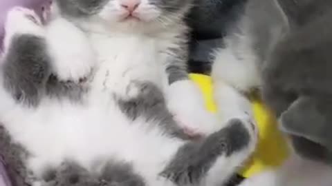 OMG so cute cats and dog funny video 2021 | Best funny cats compilation #ss #short