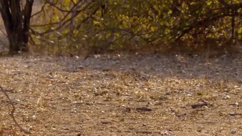 The best battles of the animal world, Harsh Life of Wild Animals, Lion, Buffalo, Leopard, Jackal,