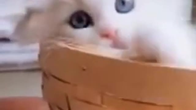 funny cats and dogs