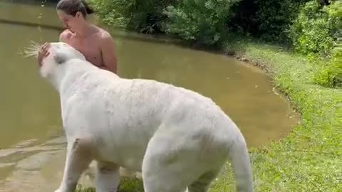 walking with white tiger. who has courage?