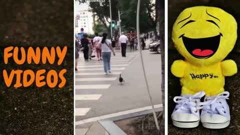 FUNNY ANIMAL VIDEO COMPILATION #13