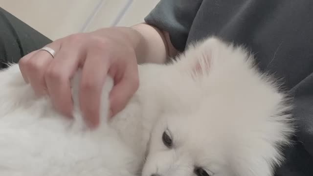 Pomeranians fall asleep at the touch of a person.