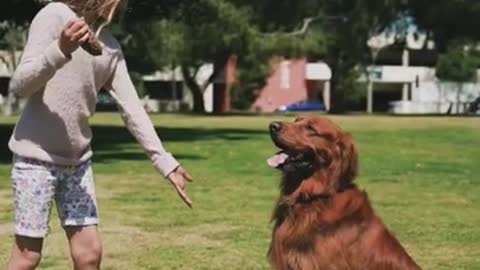 unniest and Cutest Dog Training Tricks #Shorts, #82