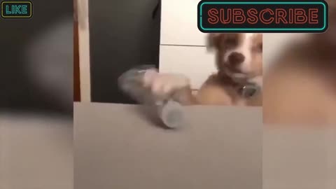 Dog falls over plastic bottle