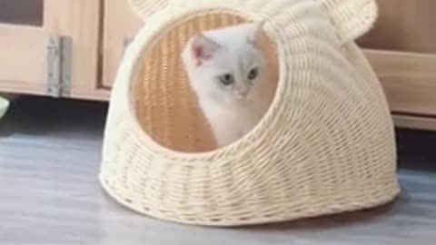 Lovely and Funny Animal Cute Kittens and Funny Cat video 2021