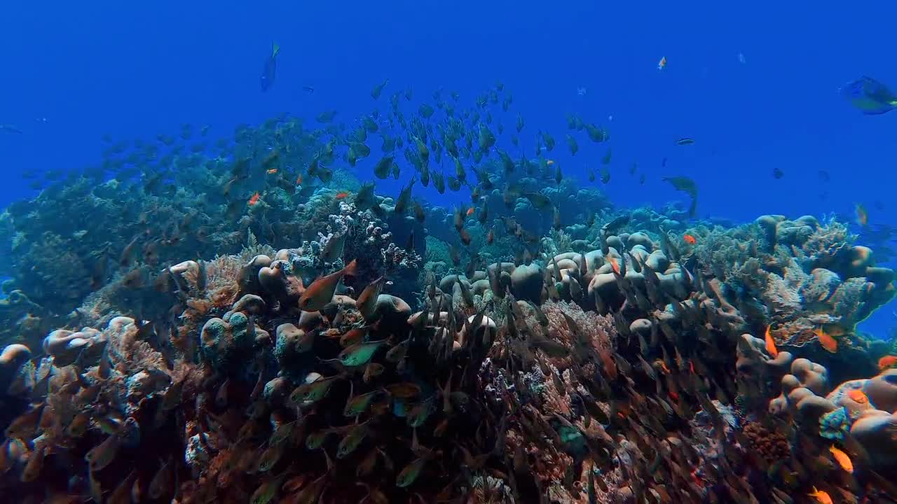 The Beauty Of coral reef