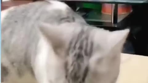 Cat training video