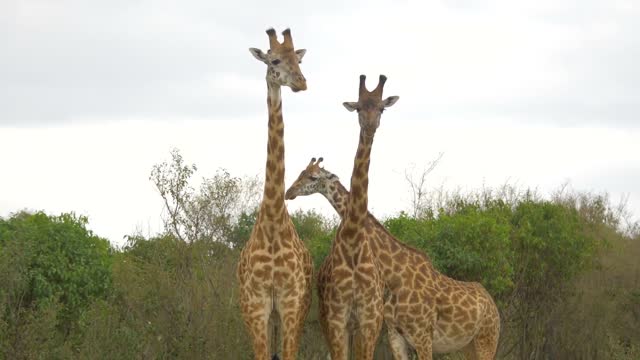 huge giraffes