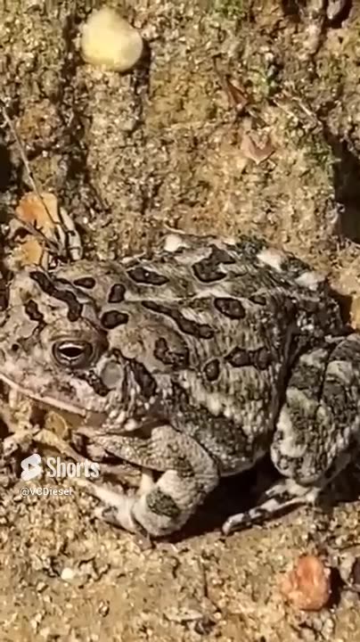 Fowler's Toad Allaire State Park NJ