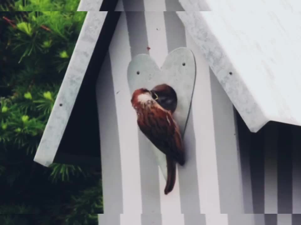 A cute bird feeds his wife