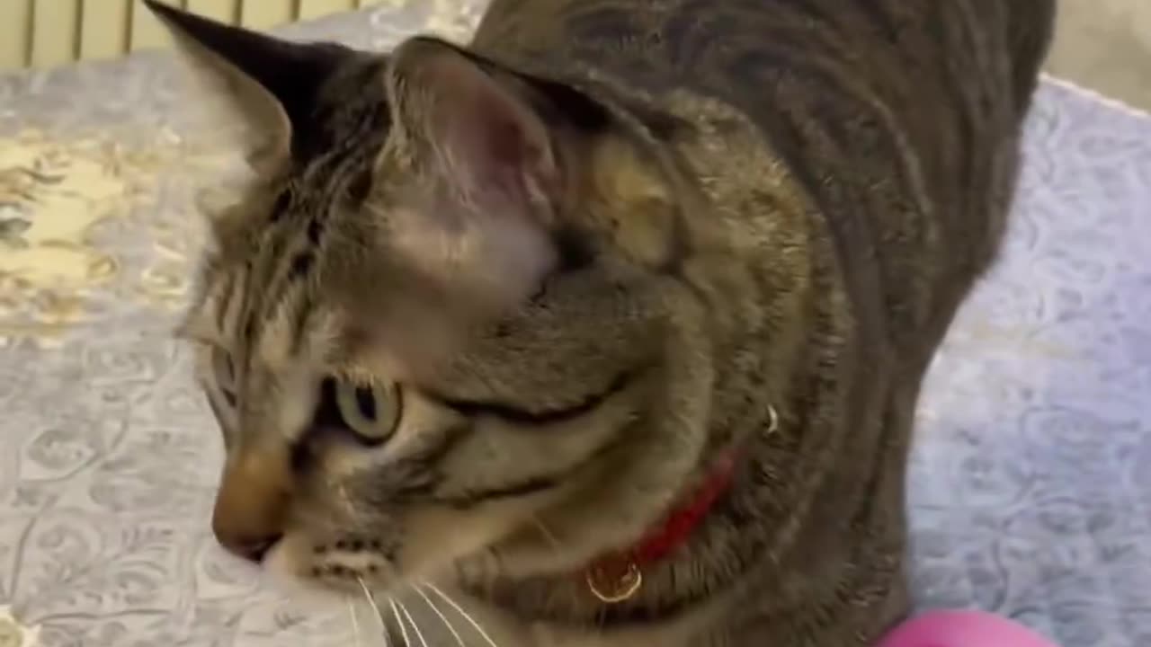 Funny and Cute Cats Videos #380