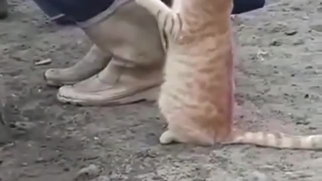 The prodigy cat