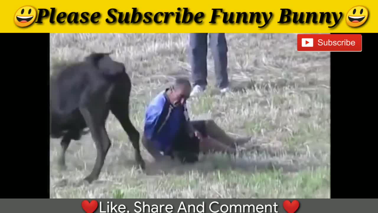 funny video bullfight