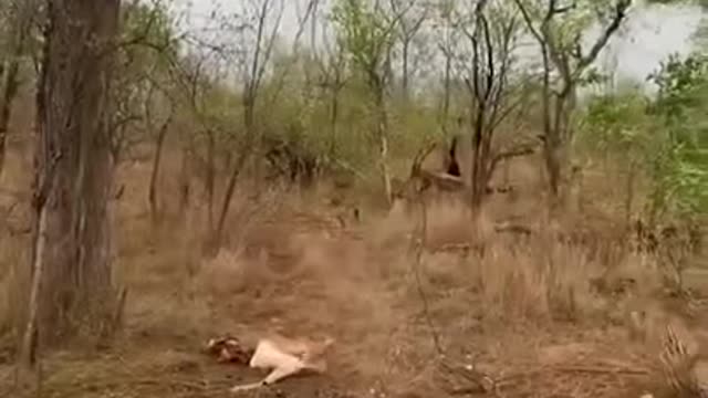 Leopard Cub Drops Impala on Its Mom