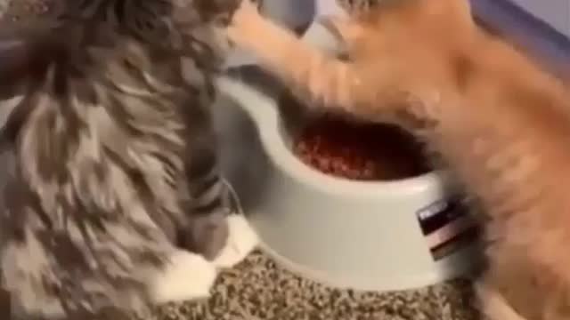 Funny cats compilation