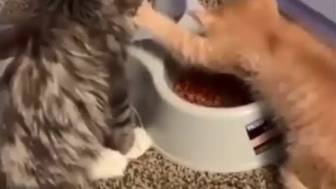 Funny cats compilation