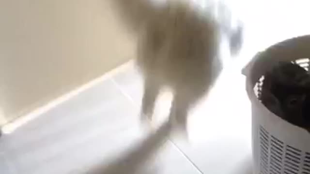 Cute Samoyed Dog Is Excited To Go On A Walk