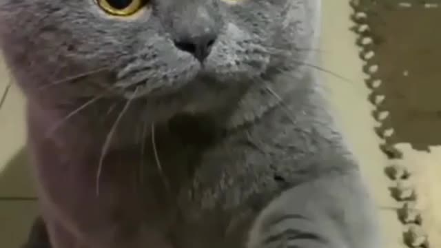 Hello