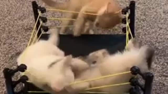 dog vs dog wwe#shorts #dog