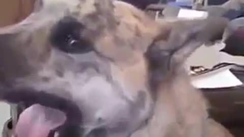 funny dog voiceover