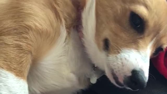 Corgi Not Amused Being Waken Up