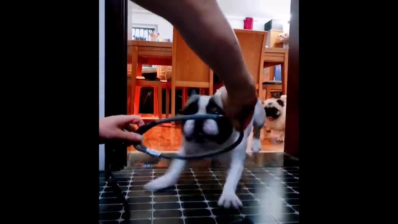 Most Funny animals...