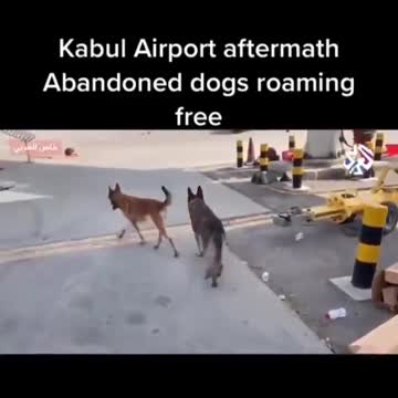 Abandoned U.S. Dogs Spotted Around Kabul Airport