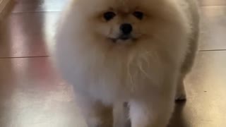 Pomerian dog in stealth mode, cutest puppy ever