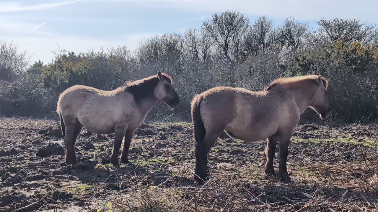 Wild Horses #konik