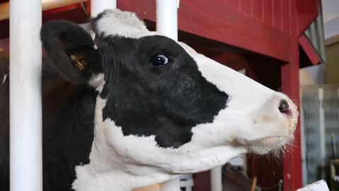 Slow Motion Of Black And White Cow Eating Oats And Being Milked