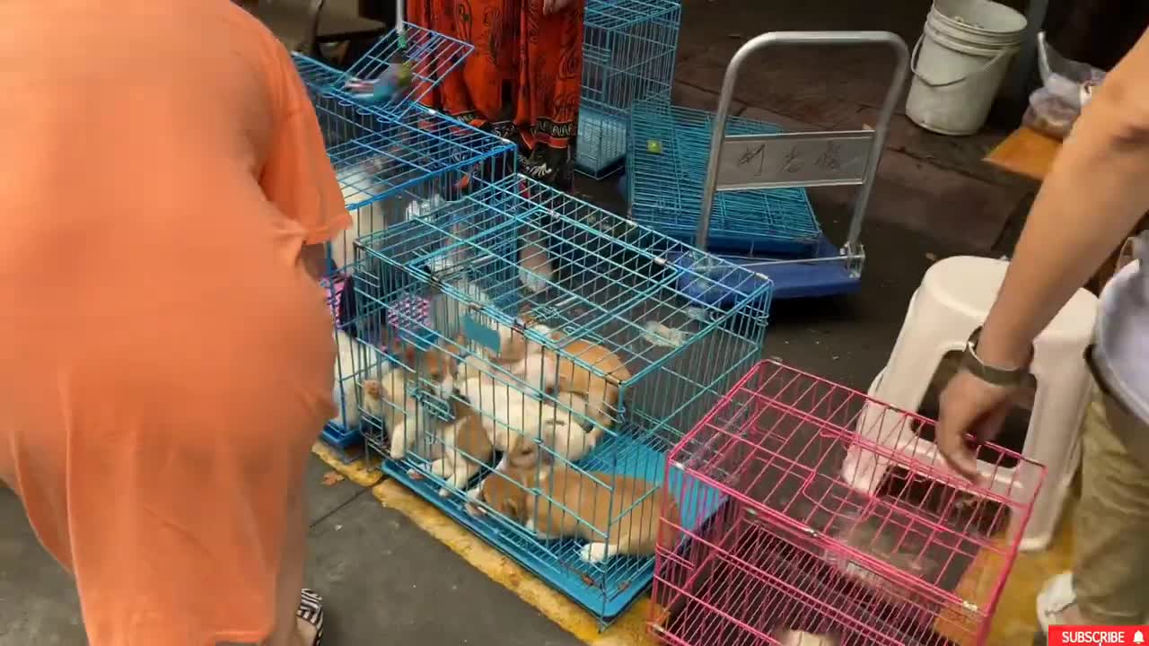 Pet market in China after COVID19