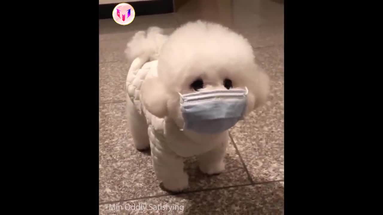 Tik Tok Chó Mèo Hài Hước và Dễ Thương Nhất Thế Giới | Funny & Cute Dog and Cat #1