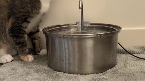 the vet: try a fountain to help her drink more water