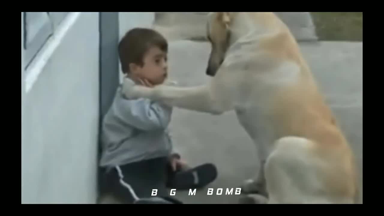 Dog playing with little boys