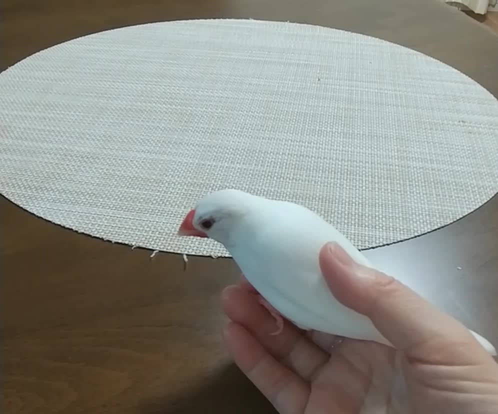 離れない文鳥