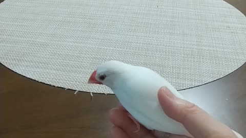離れない文鳥