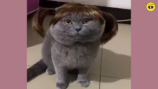 Funny cats and dogs
