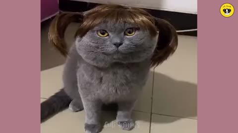 Funny cats and dogs