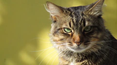 A warning to the eyes of a cat after parting his sweetheart