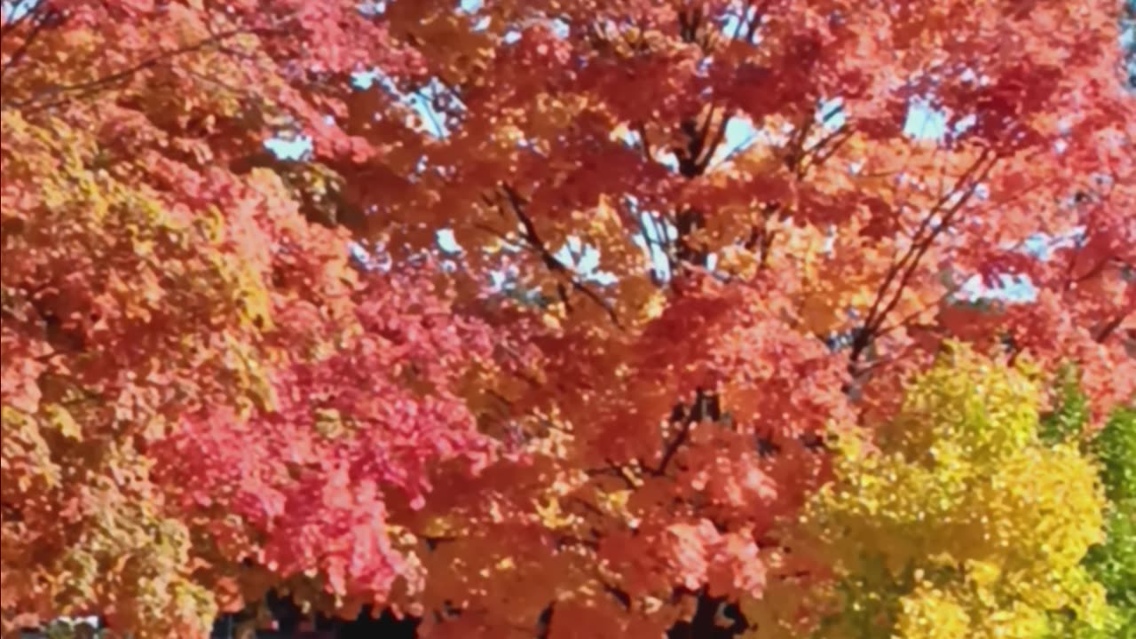 Fall foliage