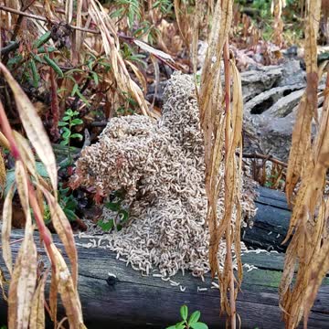⚠️Graphic Warning: Decomposing Moose Carcass