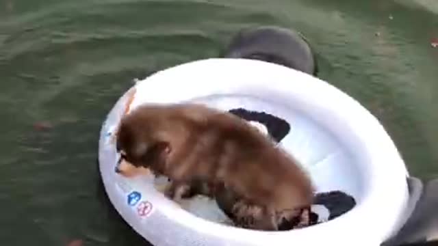 NewOneAudio_AllVDO_RemovSoundVDONo_SoundBaby dog on water and look to the fish so cute and funny