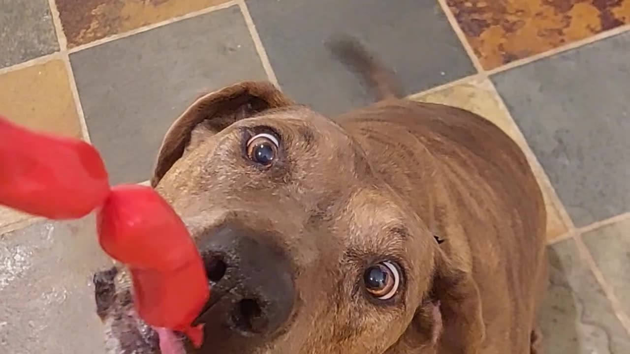 Pup's Patience is No Match for Hot Dogs