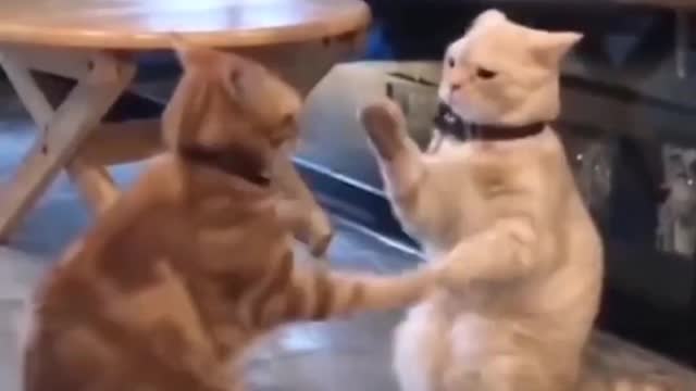 THIS CATS JUST HAD ENOUGH OF EACH OTHER #FunnyVideos OMG So Cute ❤️ Funny Cats and Dogs