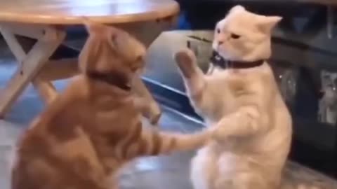 THIS CATS JUST HAD ENOUGH OF EACH OTHER #FunnyVideos OMG So Cute ❤️ Funny Cats and Dogs