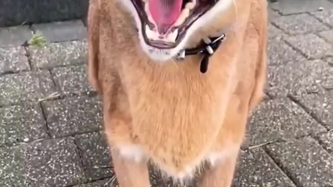Angry 😠😡 Wild Cat Roaring......!!!